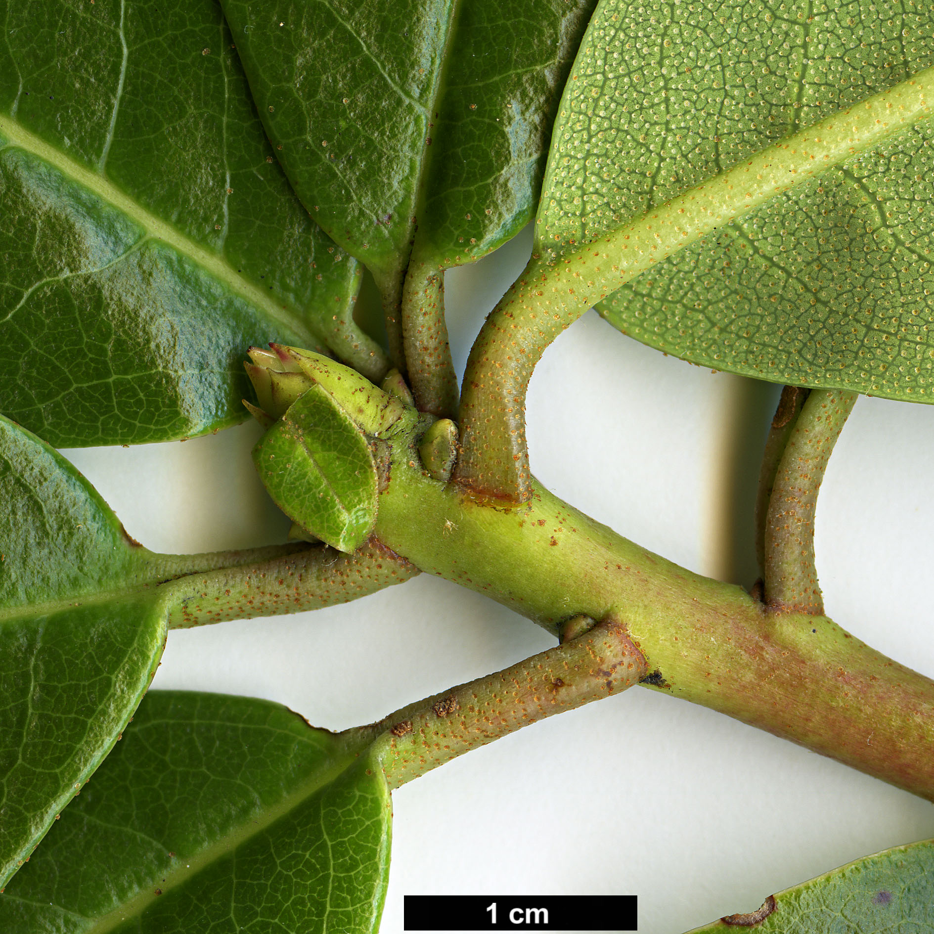 High resolution image: Family: Ericaceae - Genus: Rhododendron - Taxon: walongense